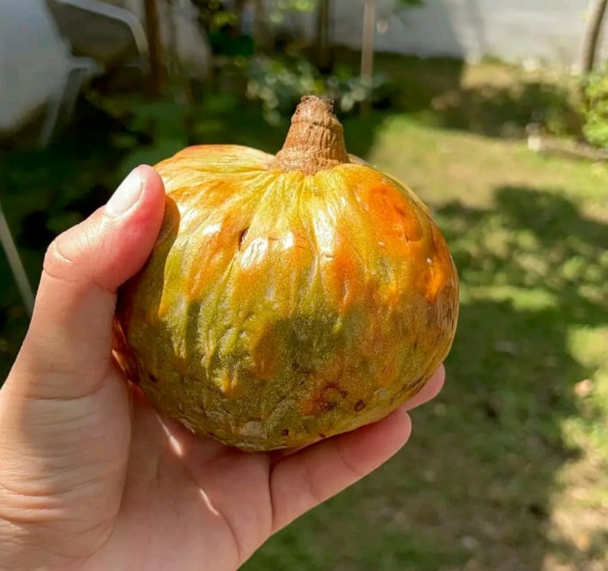 Annona reticulata "Spring Sun"