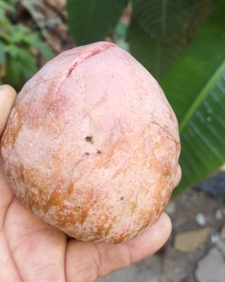 Annona reticulata "Sweet Brown Skin"