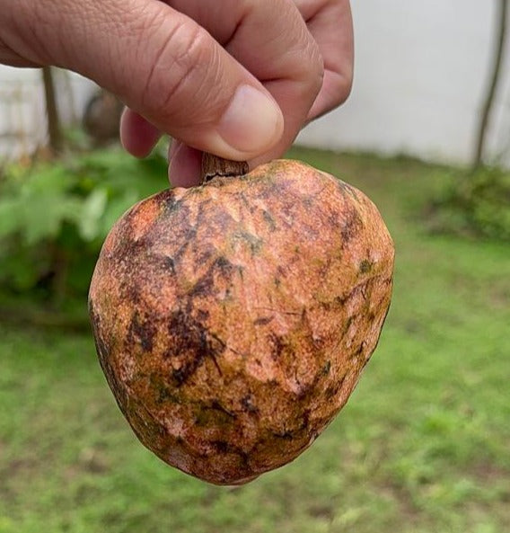 Annona reticulata "Puebla"