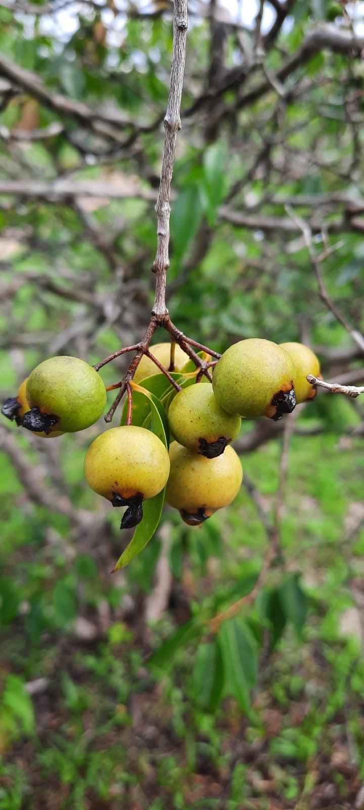 Psidium oligospermum