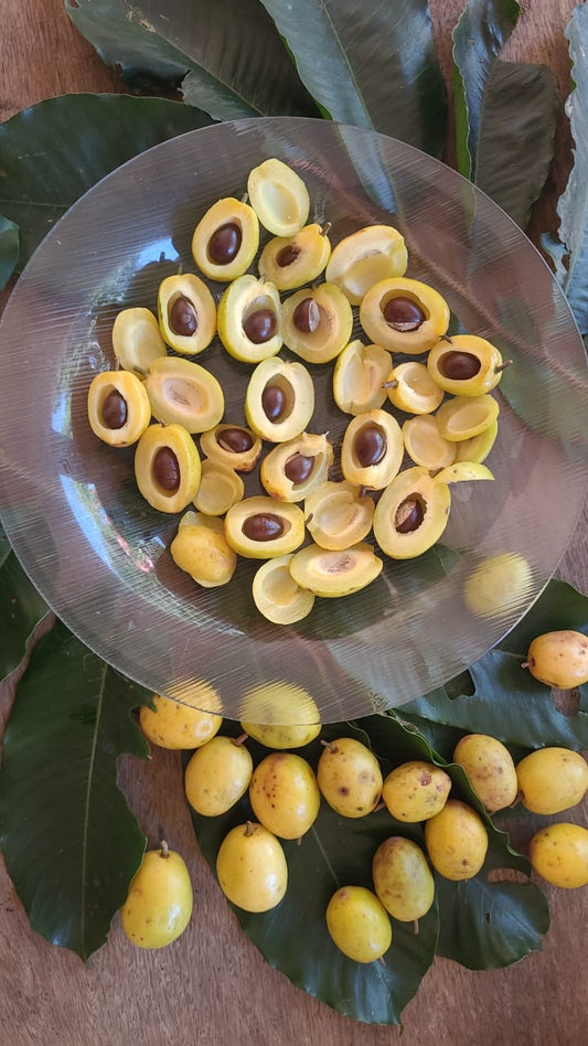 Chrysophyllum aff. sparsiflorum "Mato Grosso"