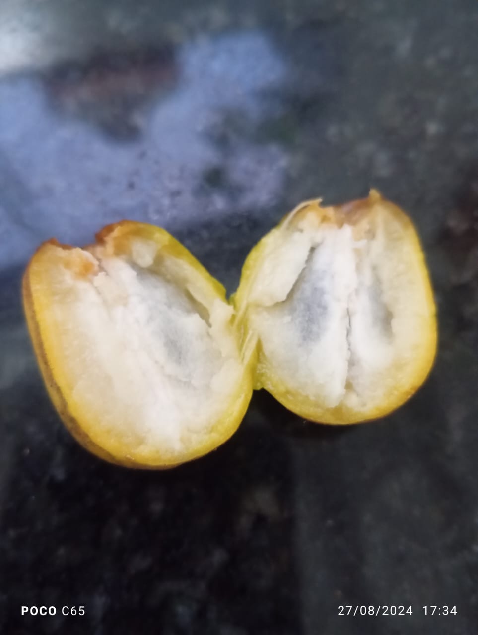 Chrysophyllum gonocarpum AT Shipping