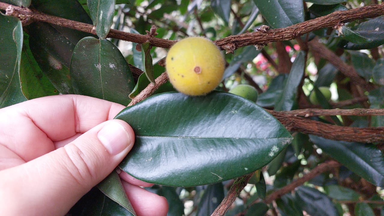 Myrciaria glazioviana var. "Cabelluda XL"