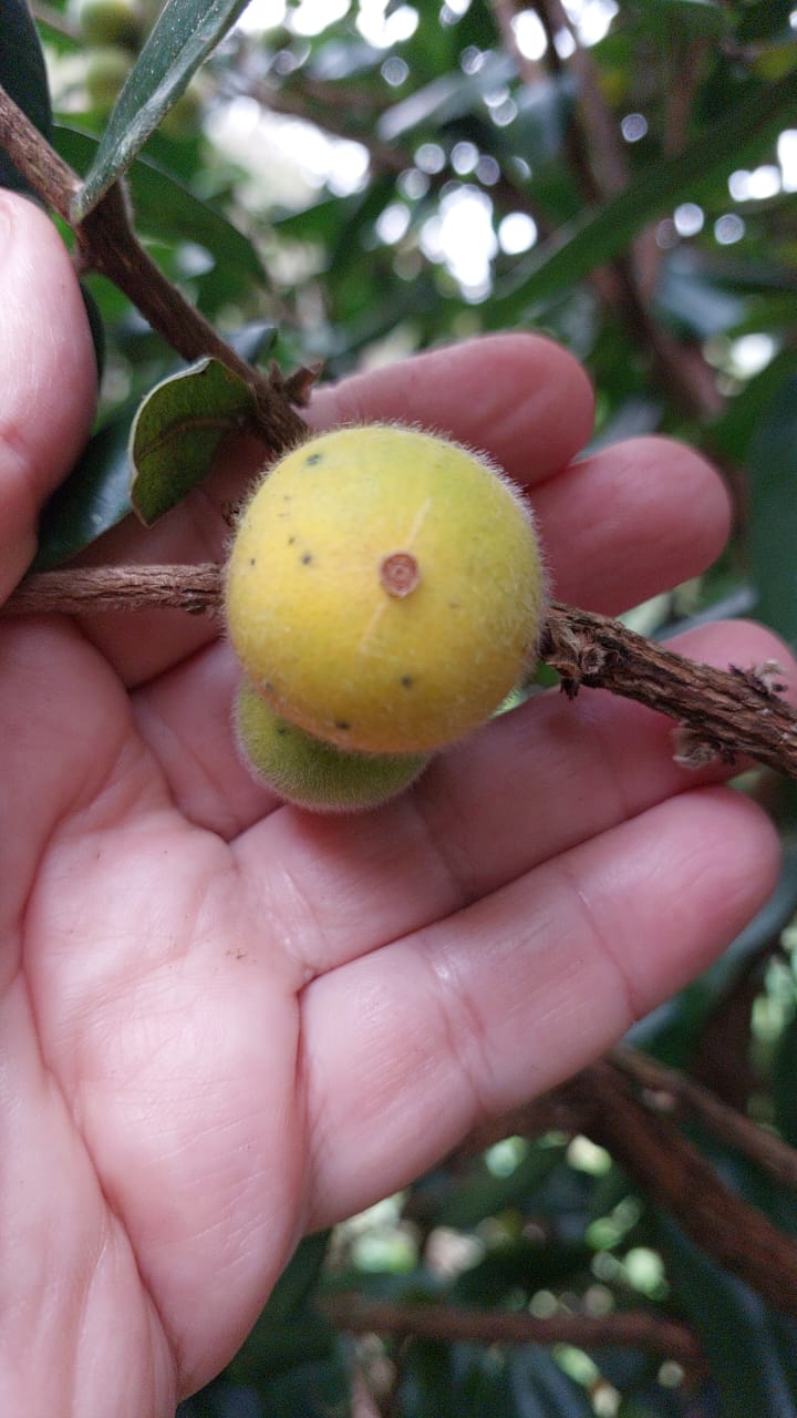 Myrciaria glazioviana var. "Cabelluda XL"