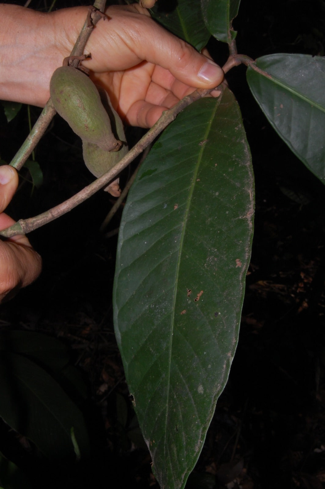 Eugenia aff. umbrosa