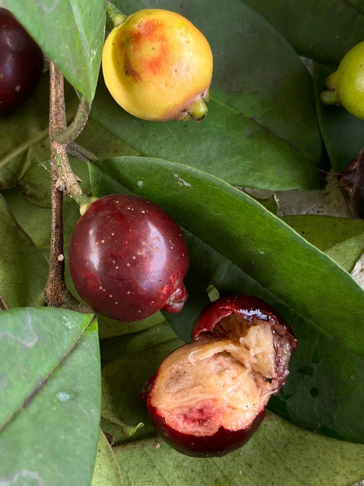 Eugenia sp. "Nova Roxa"