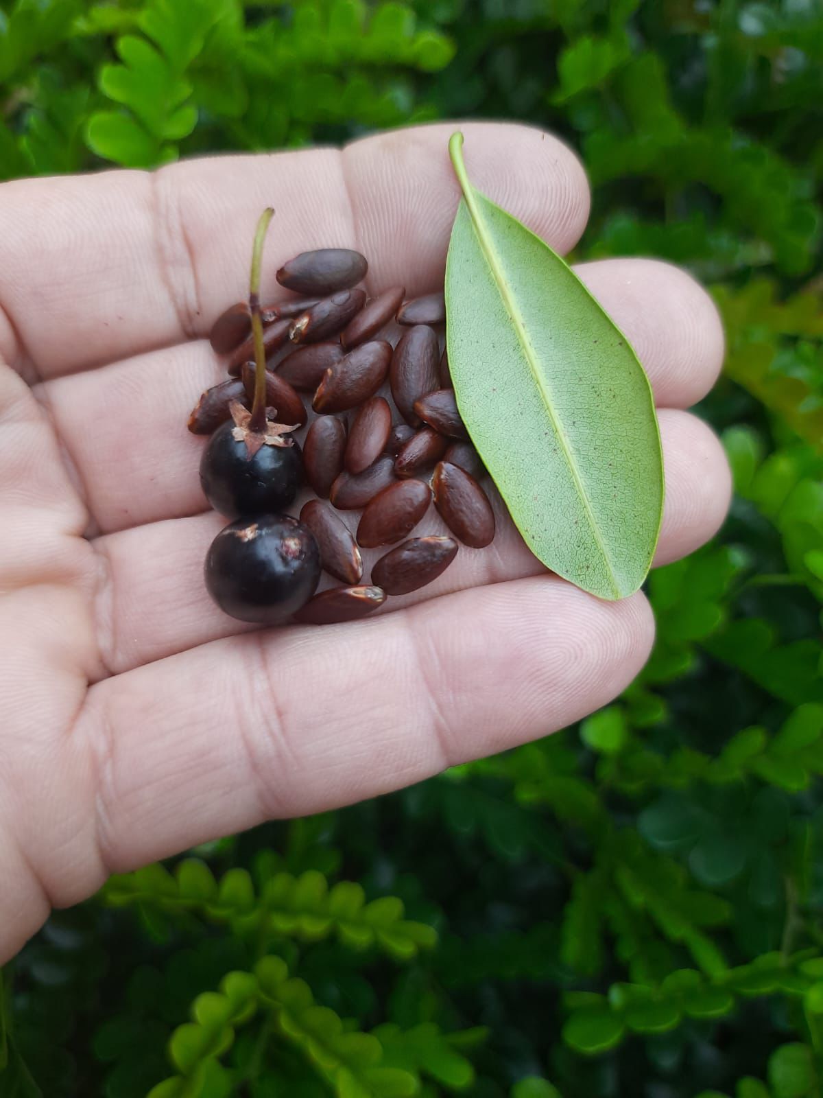 Manilkara sp. 'Massaranduba Black'