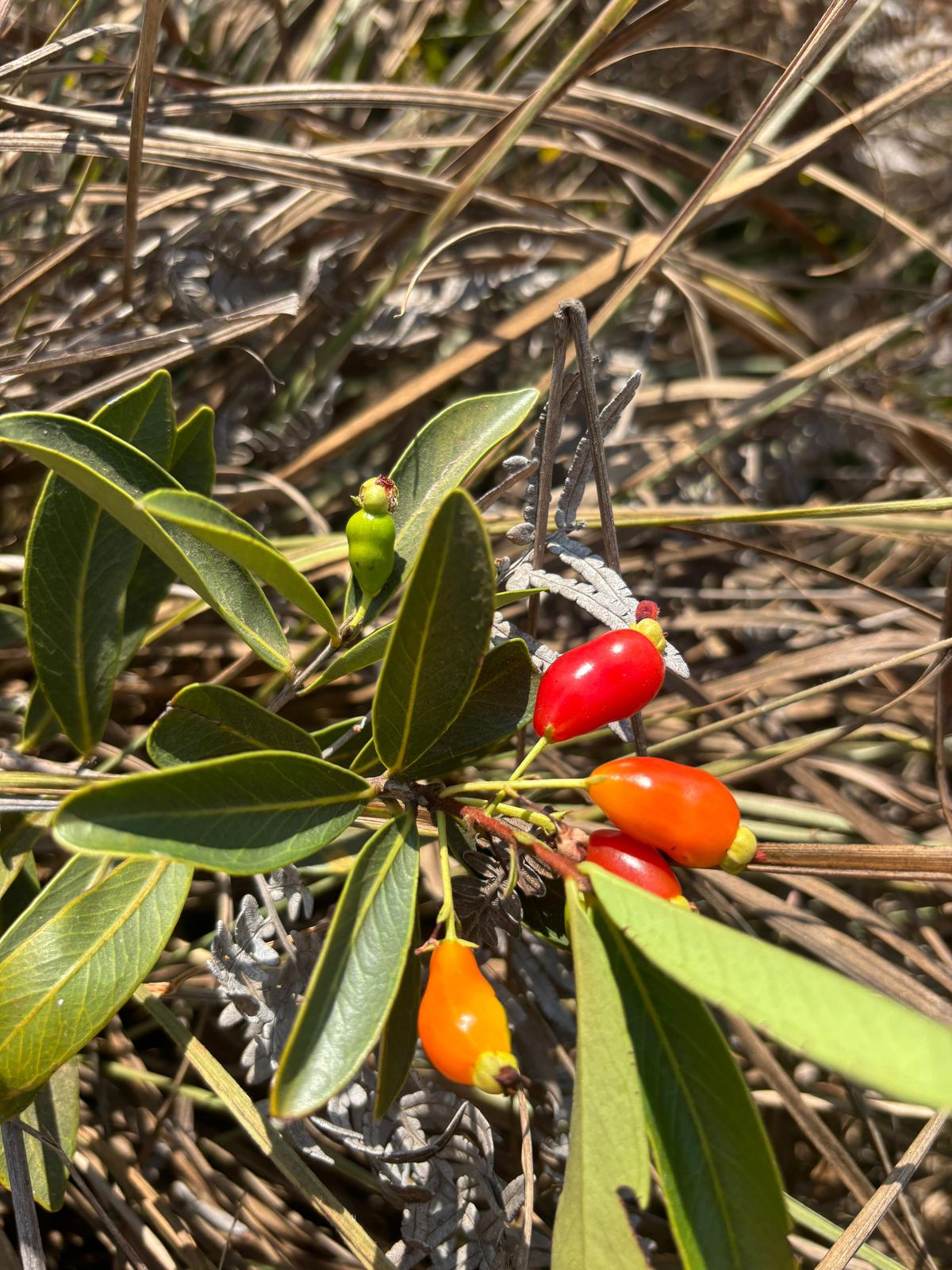 Eugenia aff. punicifolia " Fruta vermelha longa"