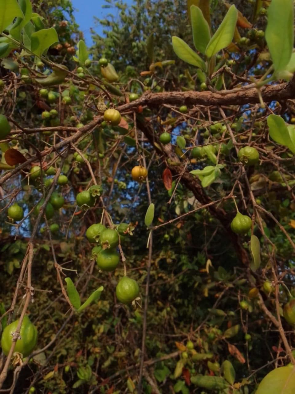 Eugenia sp. "Amarela rugosa do Mato Grosso"