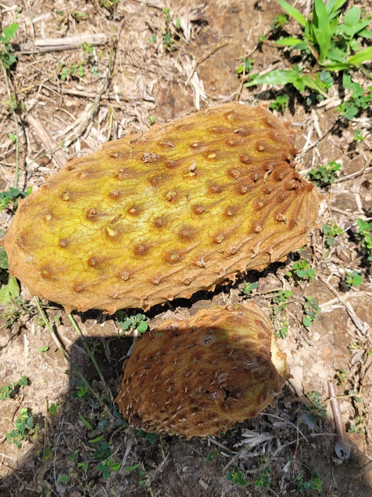 Annona sp. "Excellens"