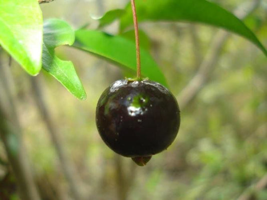 Eugenia gracillima "Murta Megra do Maranhão"