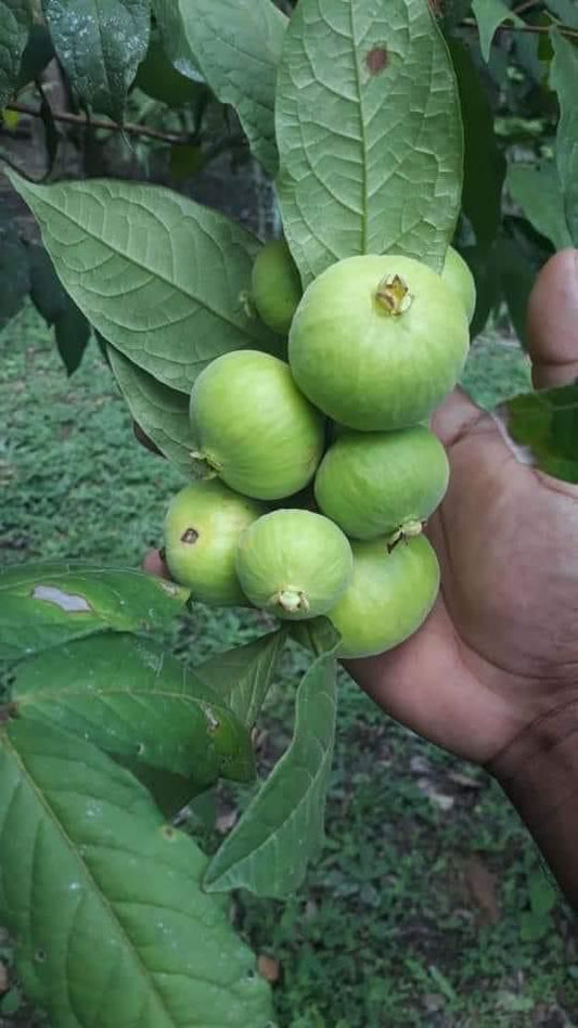 Eugenia sp. "Viridisfructa"