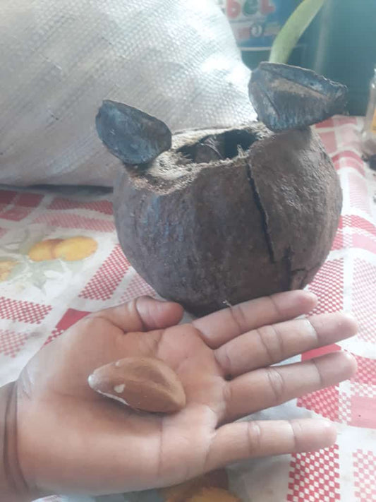 Bertholletia sp. "Castanha do Brasil Rosa Gigante"