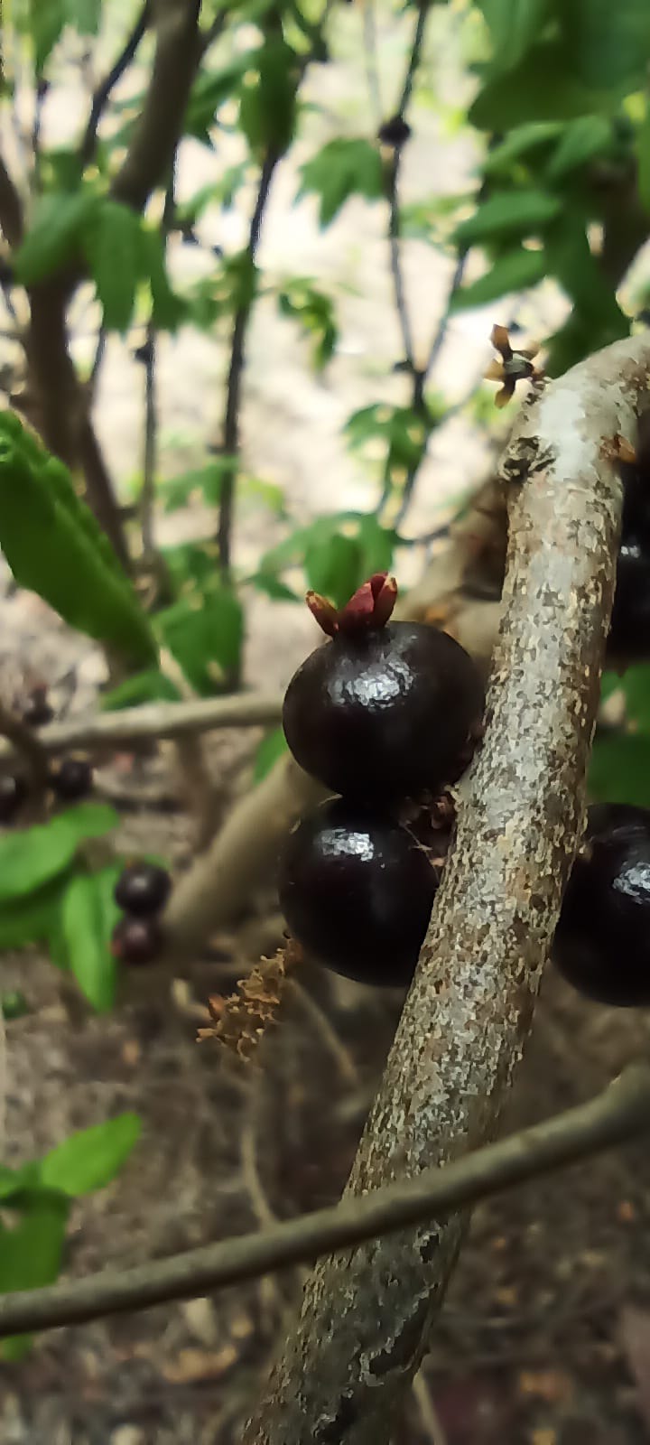 Plinia sp. "Red Calyx"