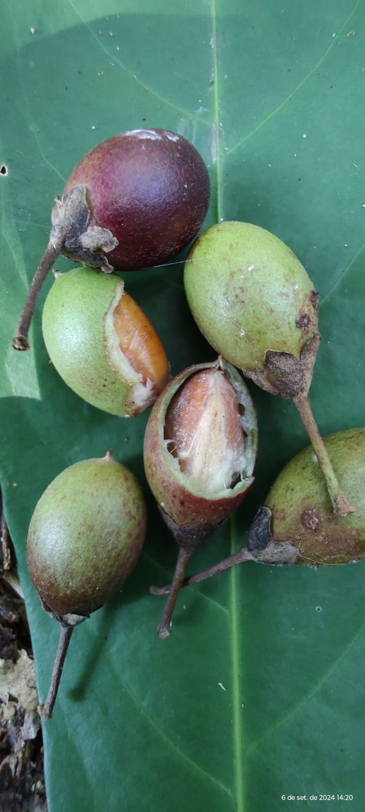 Pouteria sp. "Cálice de flor"