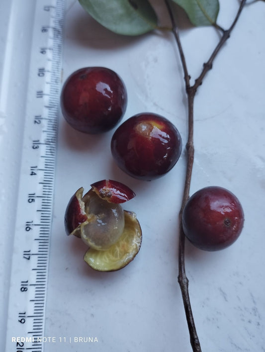 Myrciaria jaboticaba