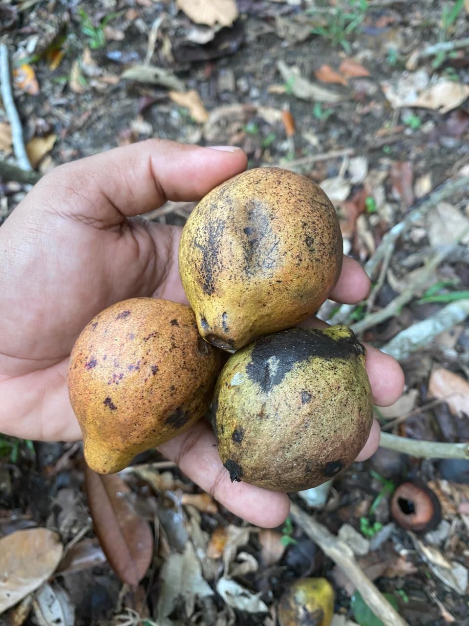 Eugenia sp. "Abacatinho"