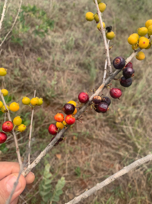 Eugenia sp. "Cafezinho"