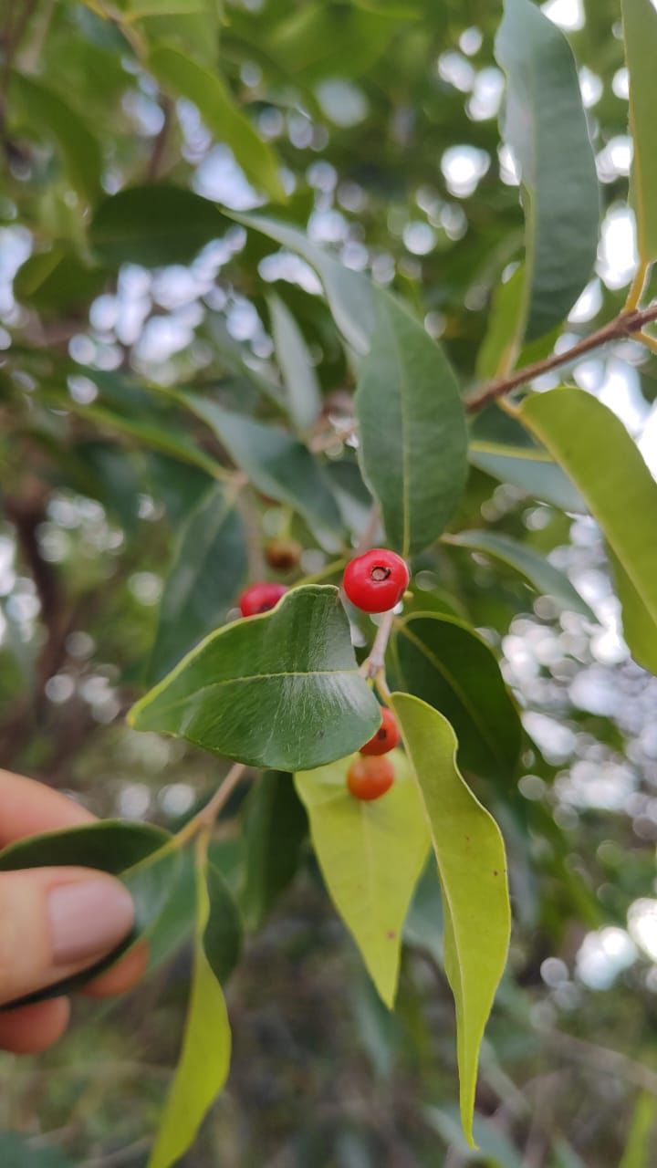 Blepharocalyx salicifolius