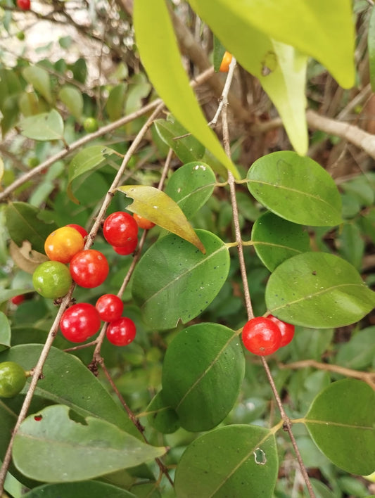 Myrciaria sp. "Scarlet"