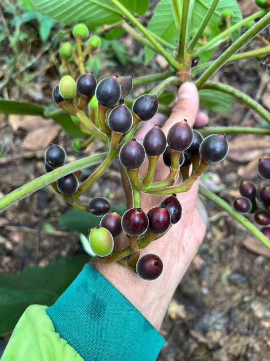 Pourouma guianensis