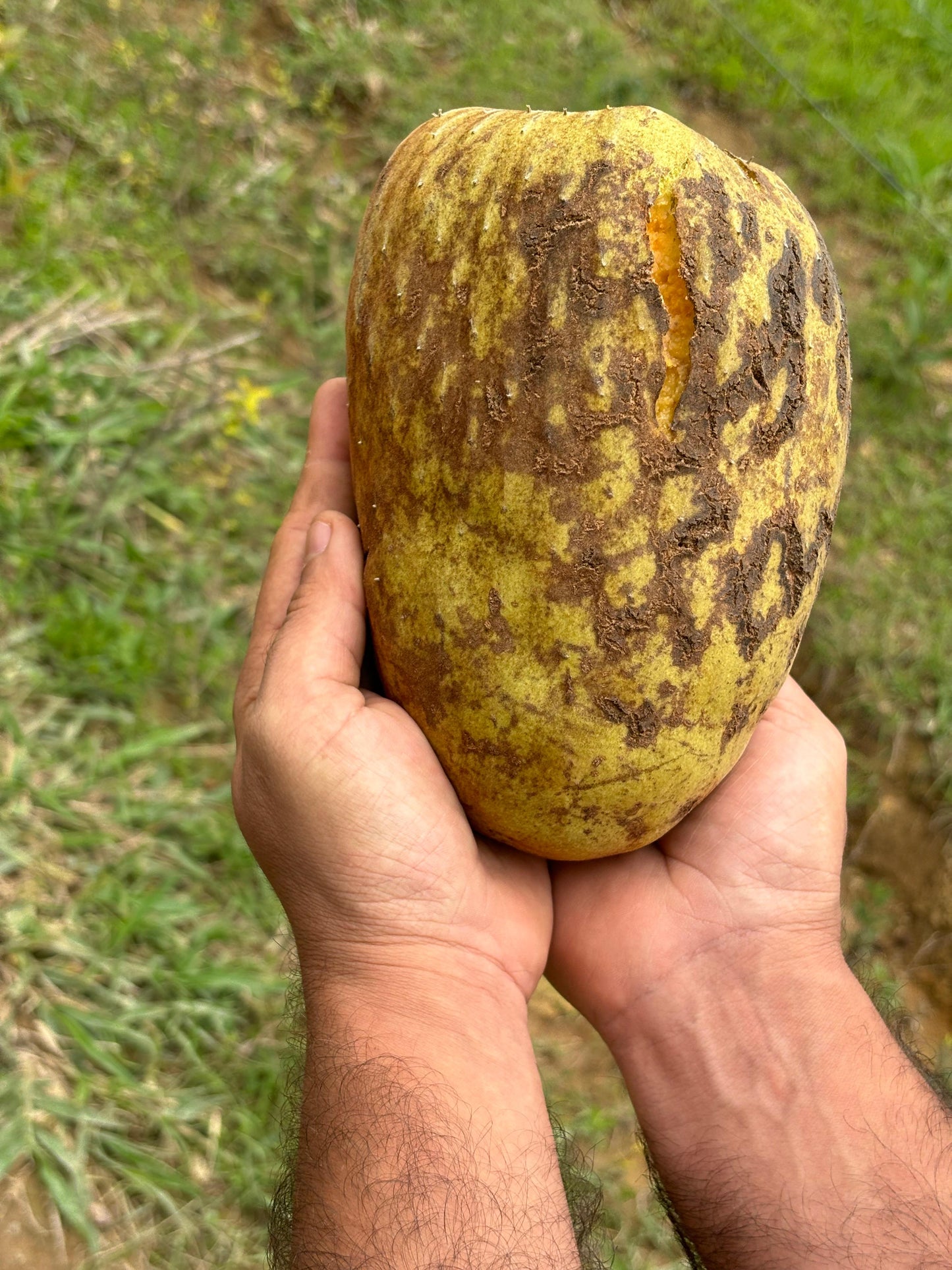 Annona coriacea "Ariticum-Catí"