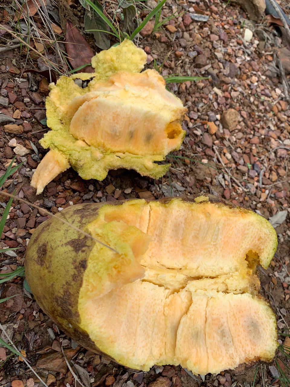 Annona coriacea "Ariticum-Catí"