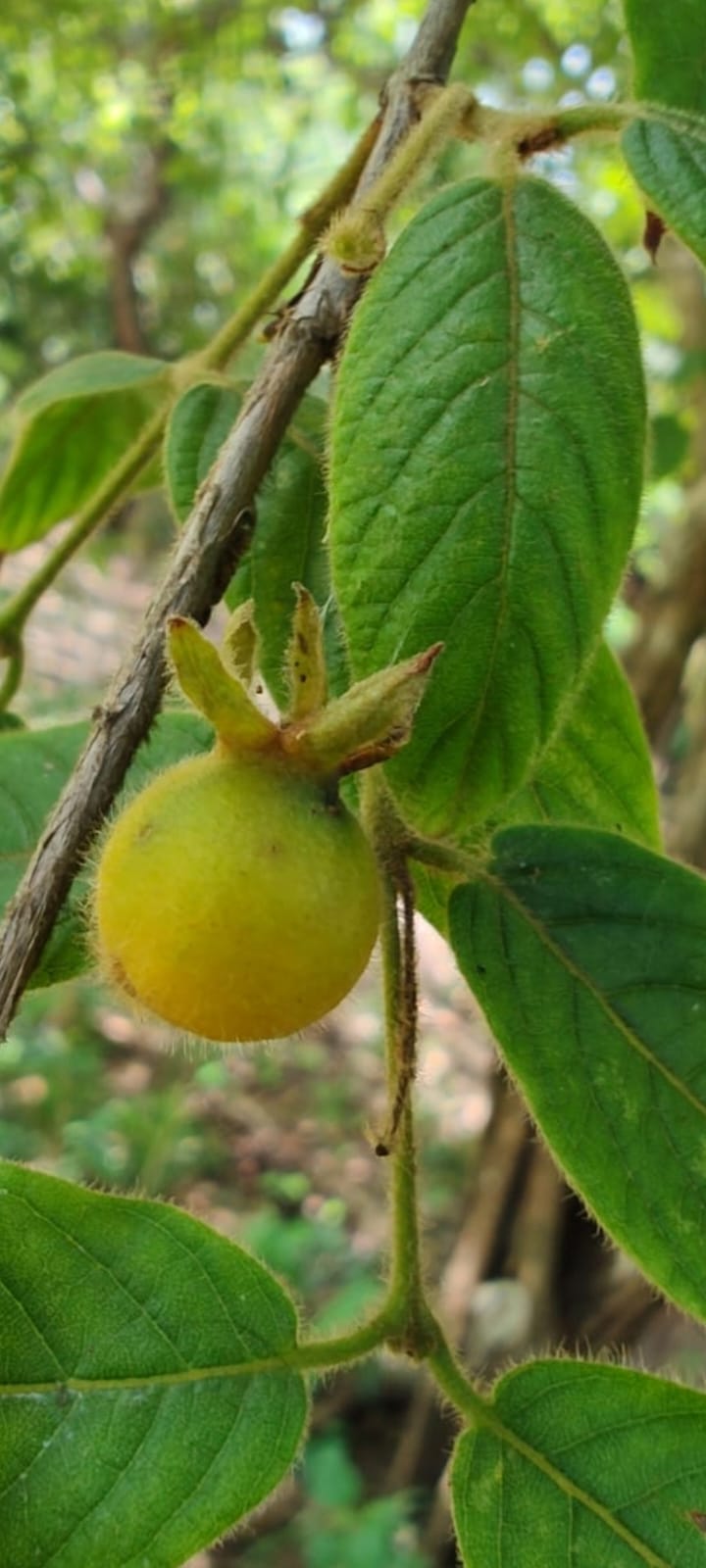 Campomanesia velutina