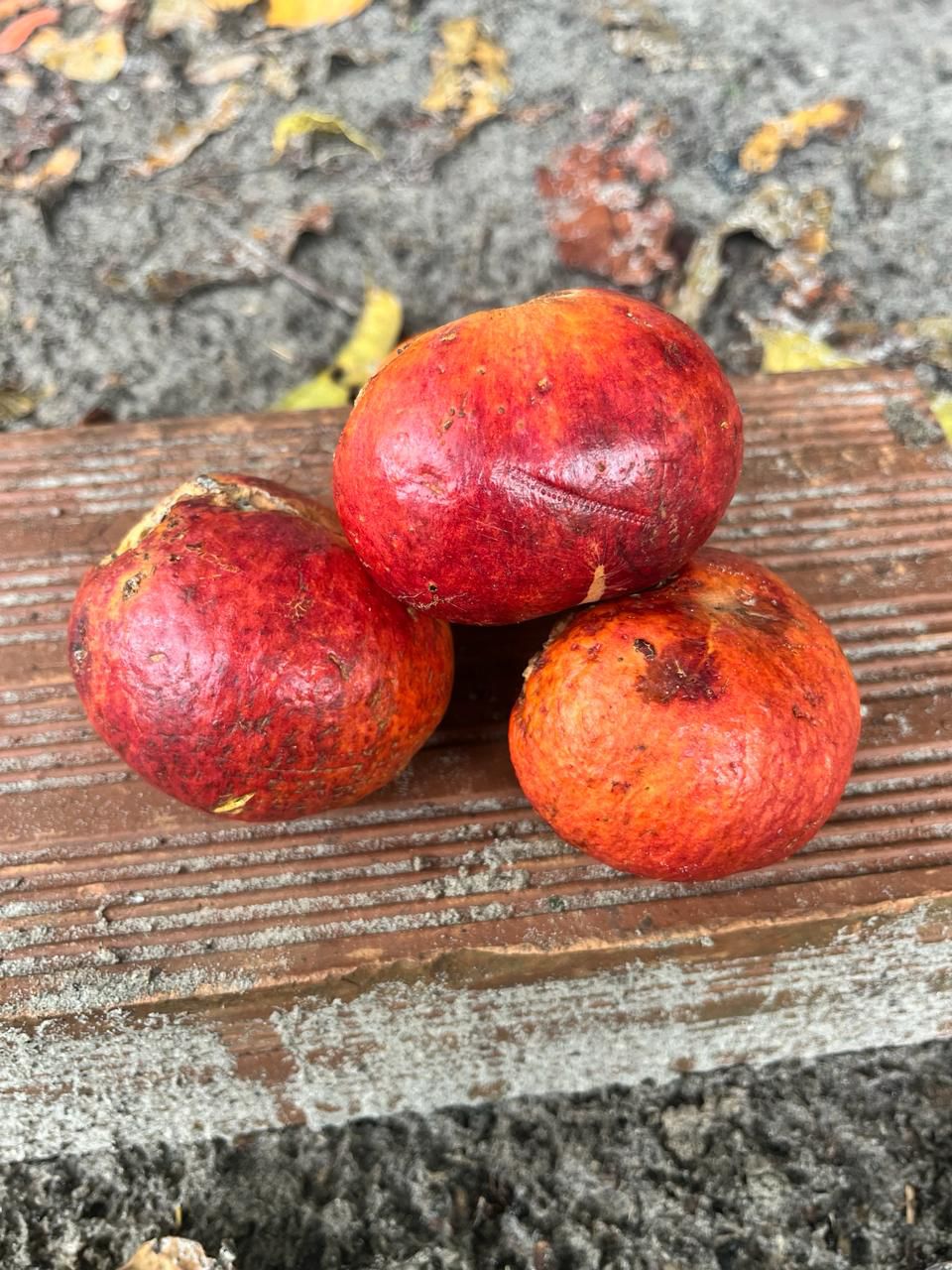 Pouteria sp. Vermelha da Bahia"