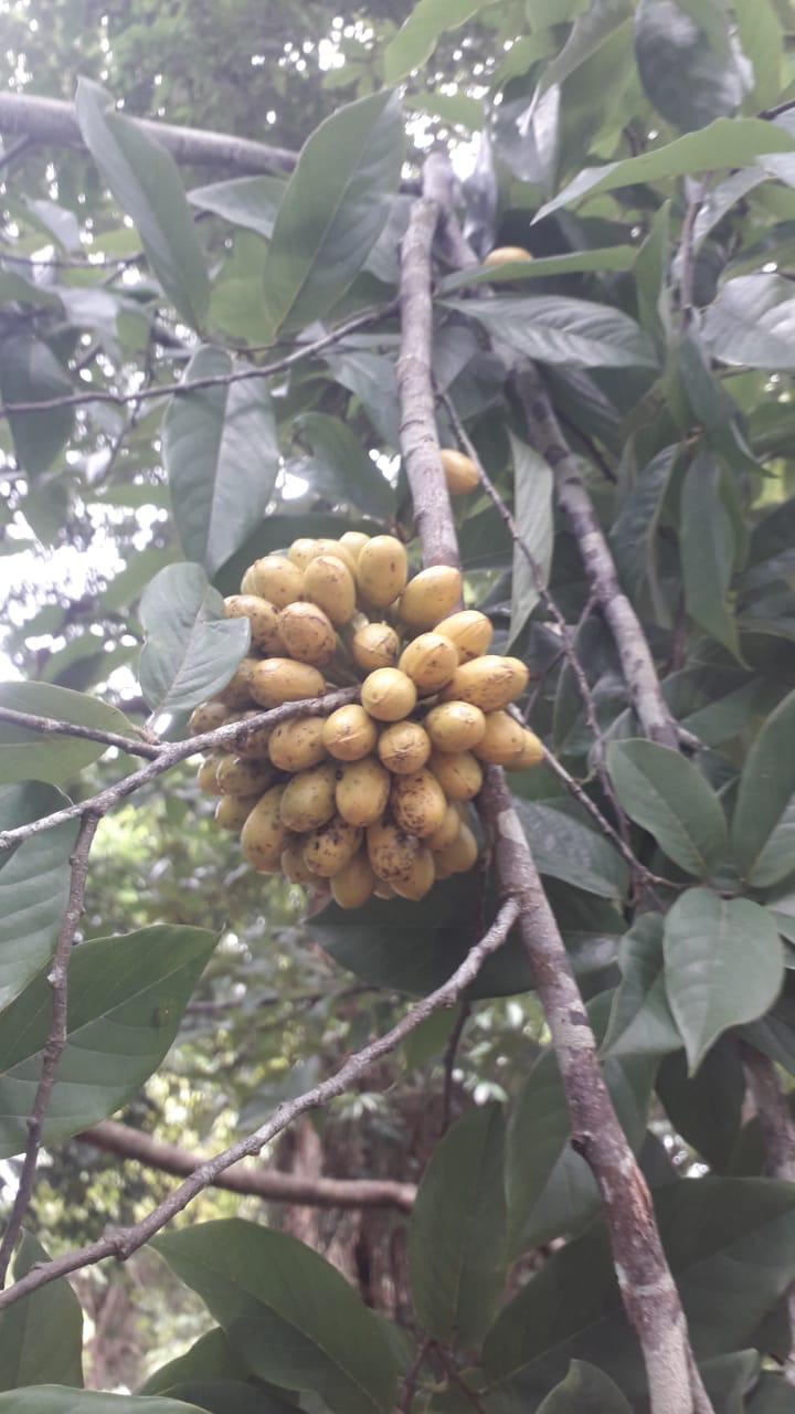 Ephedranthus amazonicus 'Tupari'