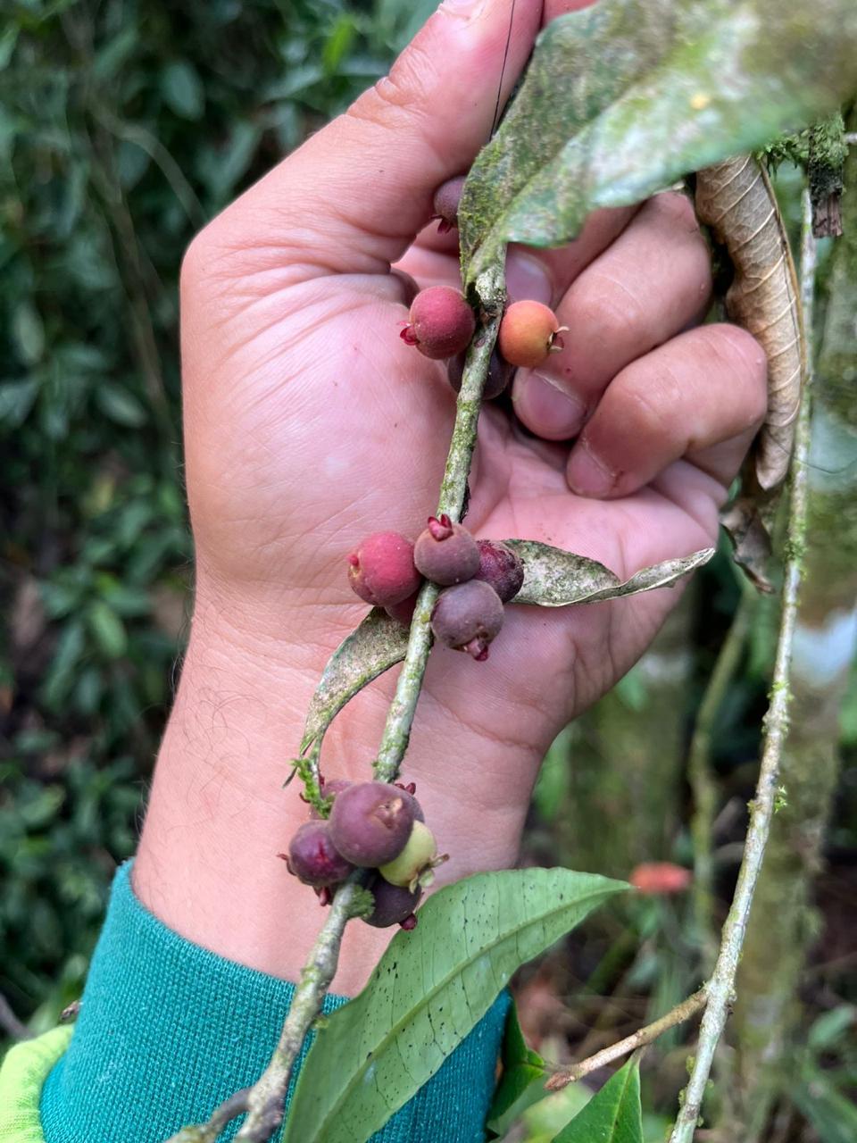 Eugenia sp. "Mini Peach"