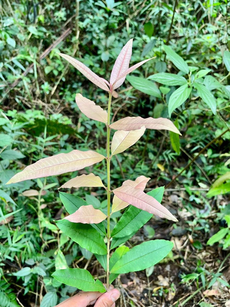 Eugenia sp. "Mini Peach"