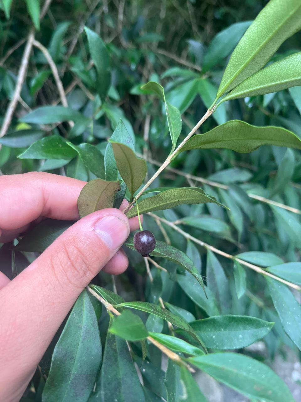 Eugenia sp. "Miudinha"