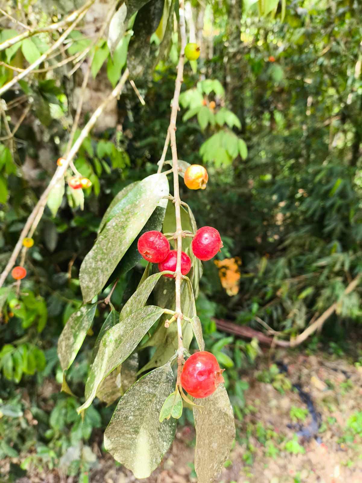 Eugenia pisiformis