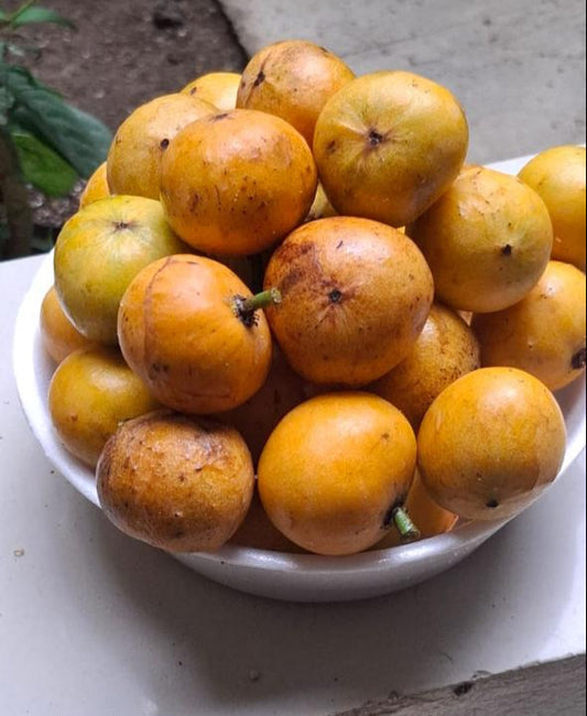 Garcinia sp. "Brazilian cherapu"