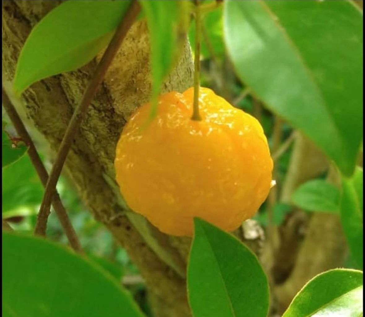 Eugenia sp. "Pirula"