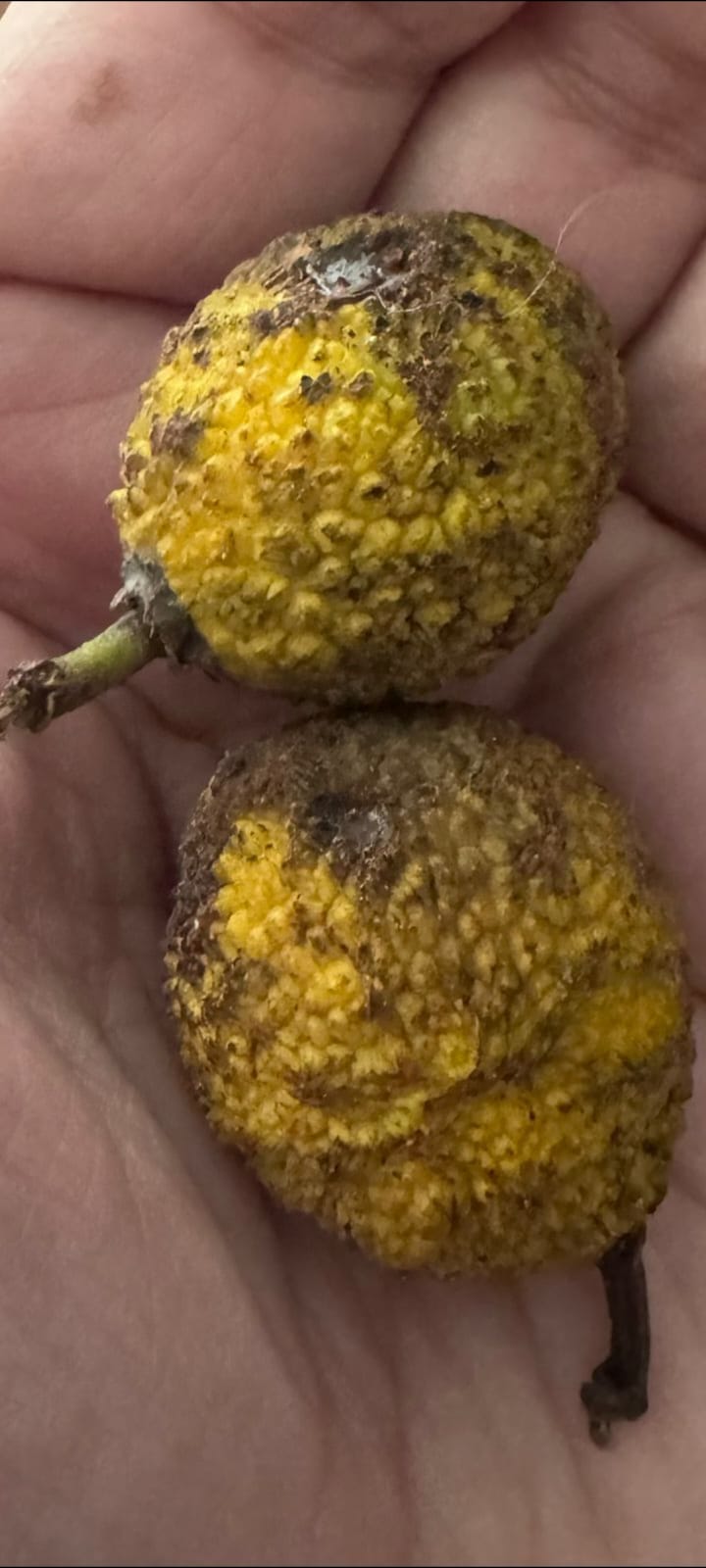 Garcinia amaralae