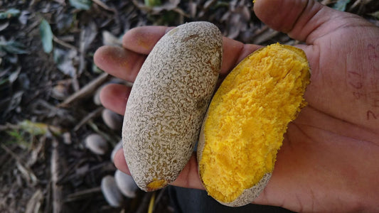 Parinari pachyphylla