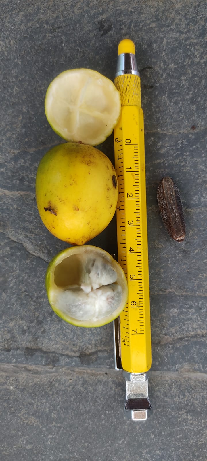 Pouteria sp. "Confusa"
