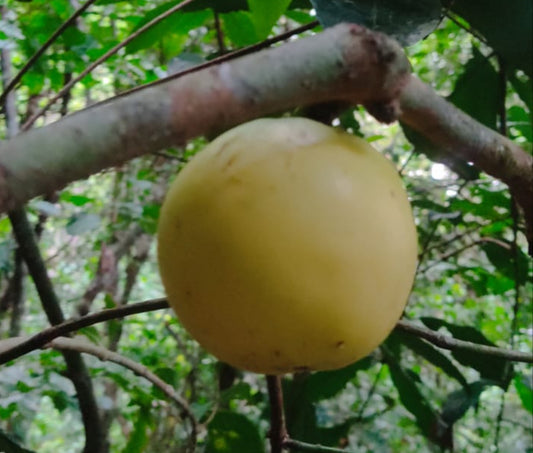 Garcinia sp. "Gigante de Ilhéus"