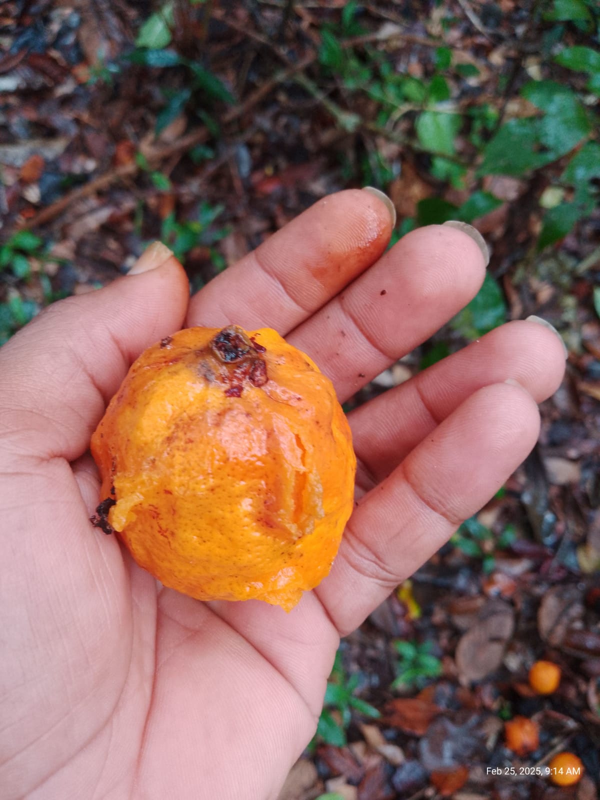 Eugenia sp. "Camamu"