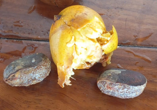 Pouteria procera