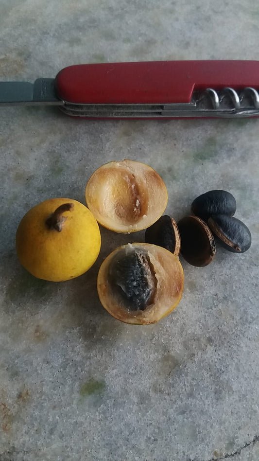 Sarcaulus brasiliensis