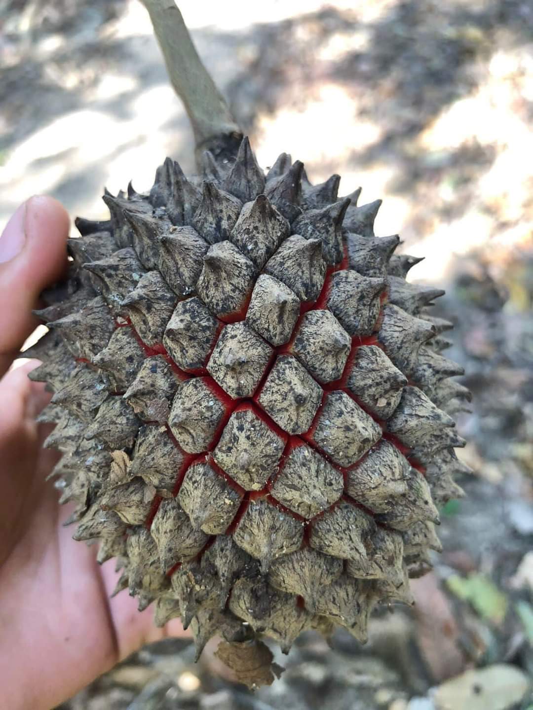 Duguetia spixiana