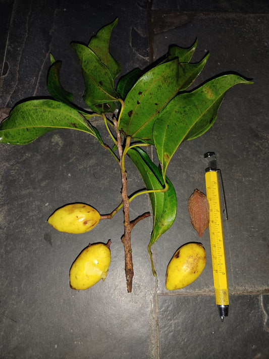 Glycydendron espiritusantense