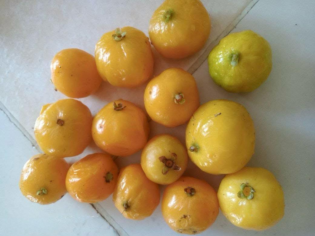 Eugenia sp. "Pirula lisa"
