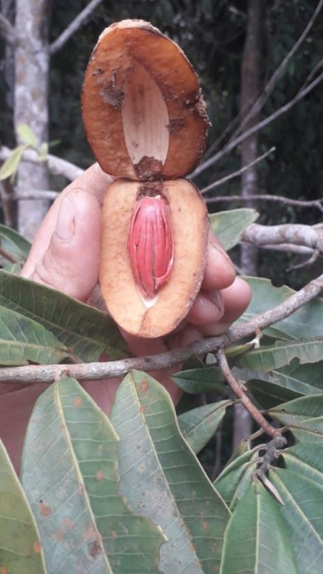 Virola pavonis