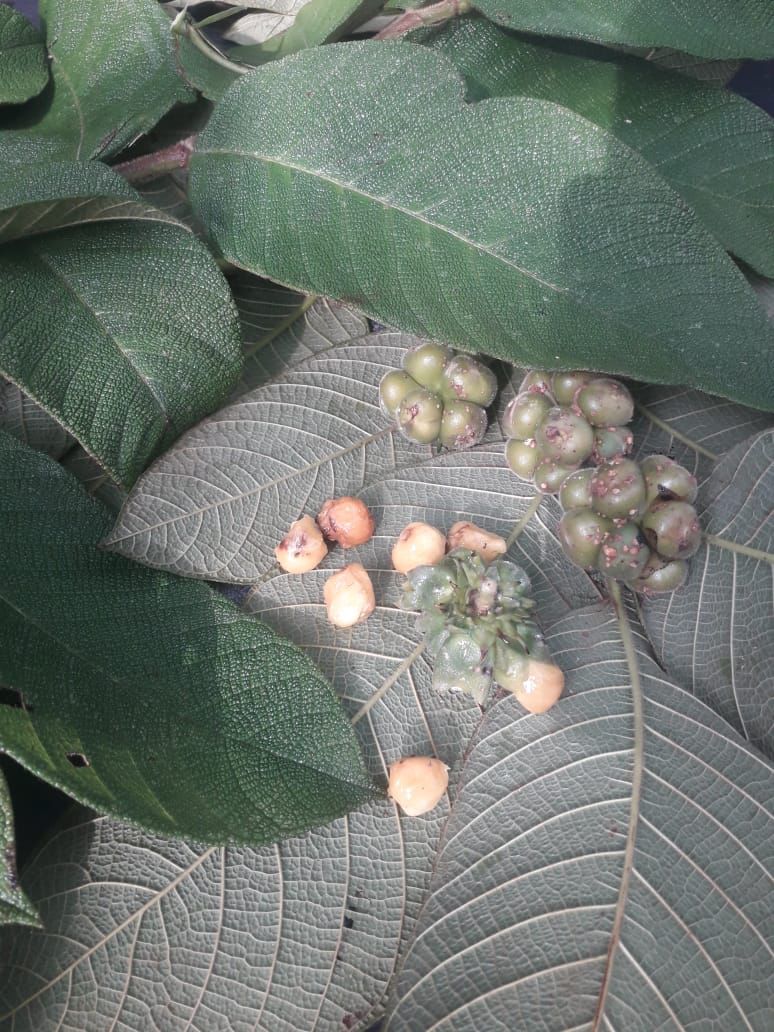 Perebea guianensis "Mão de Cachorro"