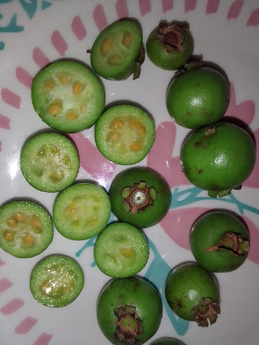 Psidium sp. "Araçá-doce-anão"