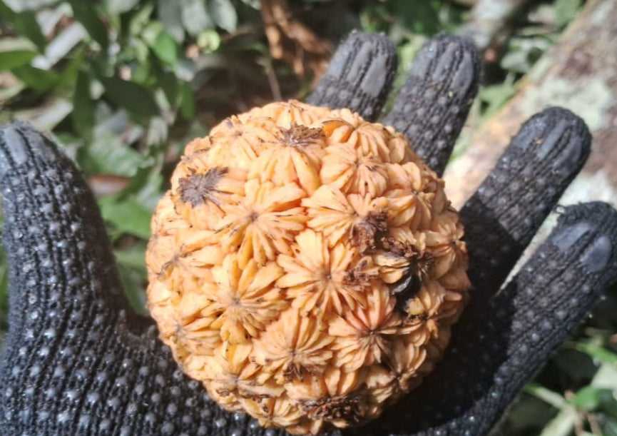 Duguetia sp. "Paraná"